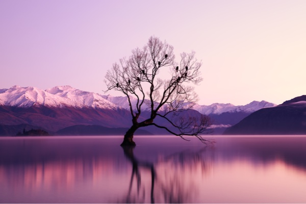 Arbre dans un lac avec aube violette et montagnes - contact Notre graine joyeuse