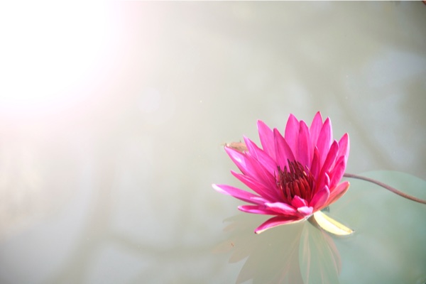Fleur de lotus rose - Témoignage Notre graine joyeuse